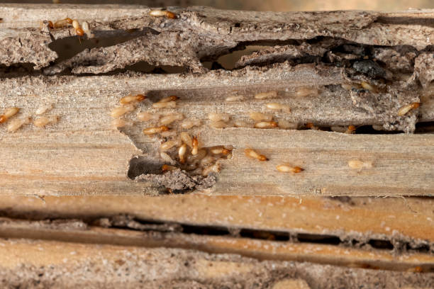 Pest Control Cost in Ackley, IA
